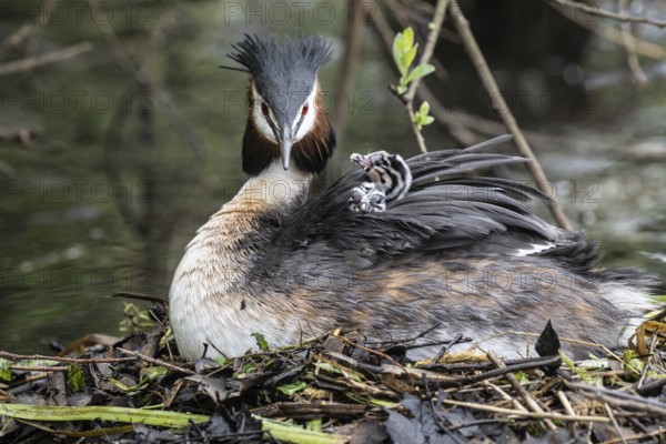 Great Crested Grebe (Podiceps Scalloped ribbonfish) with juveniles, Emsland, Lower Saxony, Germany, Europe
