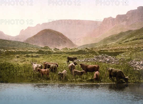 Cattle drinking water from a loch in Scotland, c. 1890, Historic, digitally restored reproduction from a 19th century original Cattle drinking water from a loch in Scotland, c. 1890, Historic, digitally restored reproduction from a 19th century original