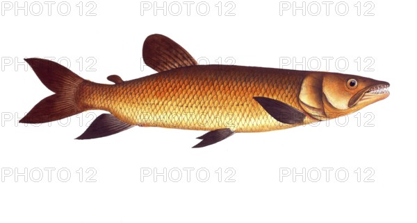 Fish, Fishes, Salmon family, Salmo odoe, Hepsetus odoe, African pike characin, Historical, digitally restored reproduction from a 19th century original, Record date not stated