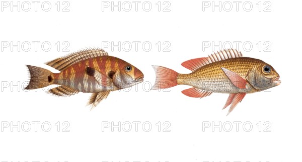 Fish, fish, left: Family of sea bream, Sparus surinamensis, the surinamese Brassem, the gilt-head of Surinam. right: Family of sea bream, Sparus japonicus, the japanese Brassem, the japanese Gilt-head, Historic, digitally restored reproduction from a 19th century original, Record date not stated