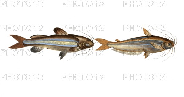 Fish, fishes, left: Genus of fish from the family of true catfishes within the order of catfishes, Silurus vittatus, striped catfish, The striped silure. right: Genus of fish from the family of true catfishes within the order of catfishes, Silurus atherinoides, the silver stripe, Historic, digitally restored reproduction from a 19th century original, Record date not stated