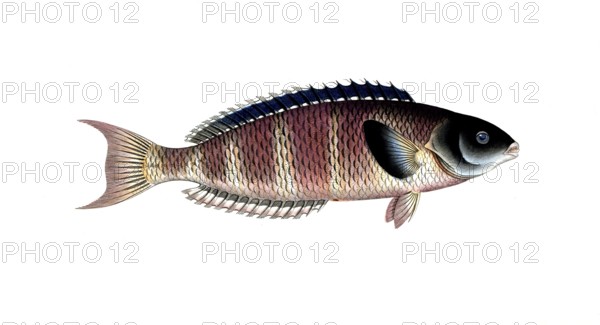 Fish, Fish, Genus of Wrasse, Labrus lunaris, Historical, digitally restored reproduction from a 19th century original, Record date not stated