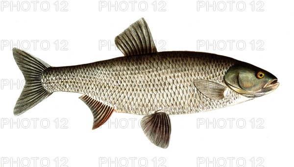 Fish, Fish, Genus of carp fish, Cyprinus Aspius, Leuciscus aspius, Asp or Schied, Asp, Historical, digitally restored reproduction from a 19th century original, Record date not stated
