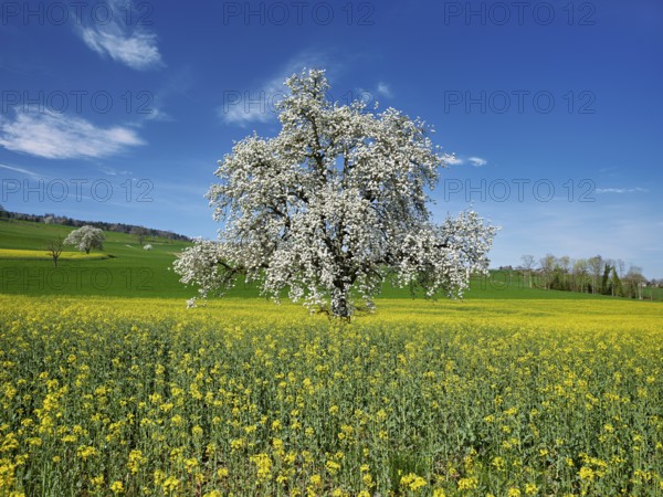 Flowering pear tree (Pyrus communis), standing in a field of flowering rape, Beinwil, Freiamt, Canton Aargau, Switzerland, Europe