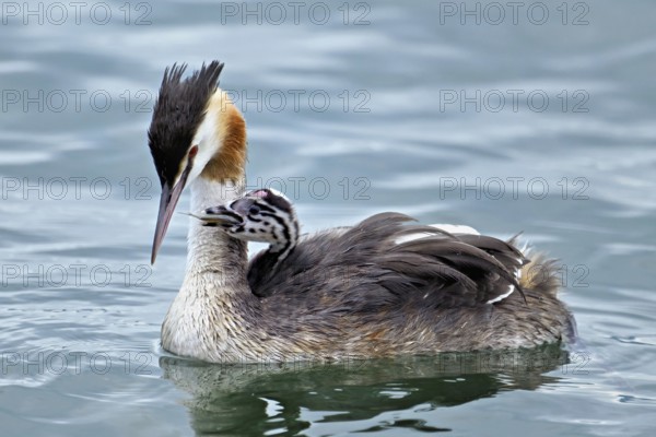 Great Crested Grebe (Podiceps Scalloped ribbonfish), with chicks in plumage swimming in the water, Lake Zug, Canton Zug, Switzerland, Europe