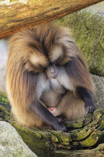 Gelada (Theropithecus gelada) sitting on a tree trunk, captive, Germany, Europe