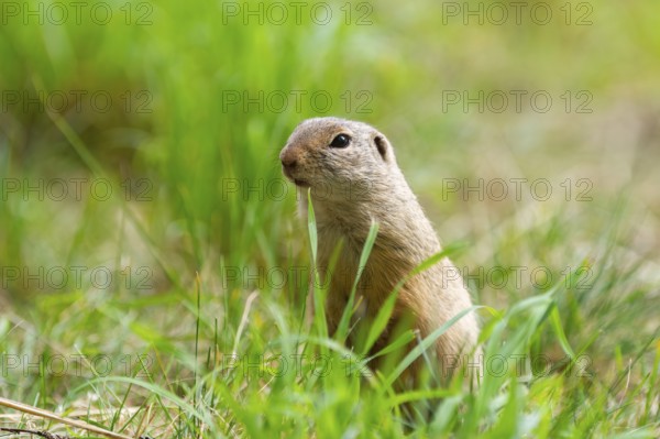 European ground squirrel (Spermophilus citellus) on a meadwo, Bavaria, Germany, Europe