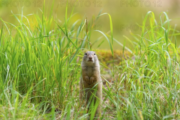 European ground squirrel (Spermophilus citellus) on a meadwo, Bavaria, Germany, Europe
