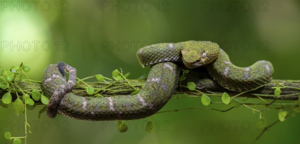 Griffin-tailed lance adder (Bothriechis schlegelii), green variety, sitting on a branch, Heredia province, Costa Rica, Central America