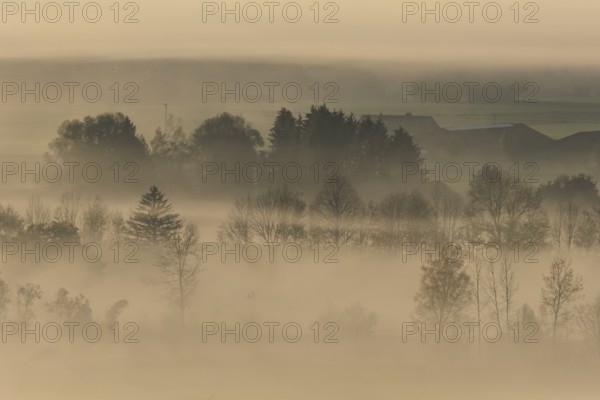 Foggy mood, fog, morning light, backlight, autumn, Loisach-Lake Kochel-Moor, foothills of the Alps, Bavaria, Germany, Europe