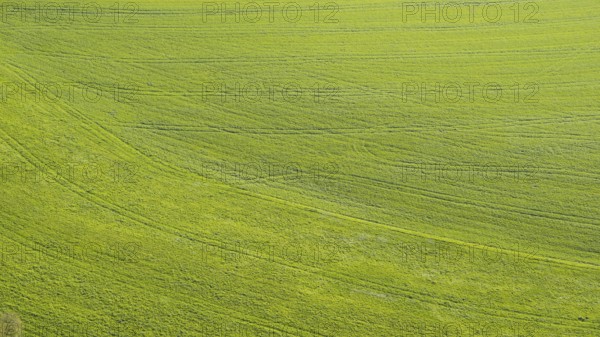 Meadow, tractor tracks, Swabian Alb, Baden-Württemberg, Germany, Europe