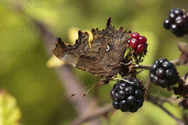 Comma butterfly (Polygonia c-album) adult insect feeding on a blackberry fruit in the summer, England, United Kingdom, Europe