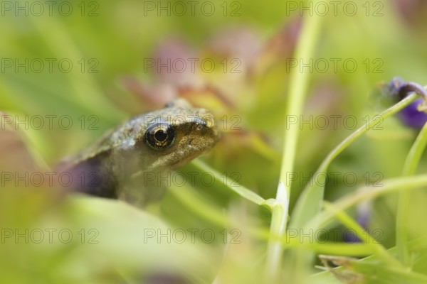 Common frog (Rana temporaria) juvenile baby amphibian amongst grass of a garden lawn, England, United Kingdom, Europe