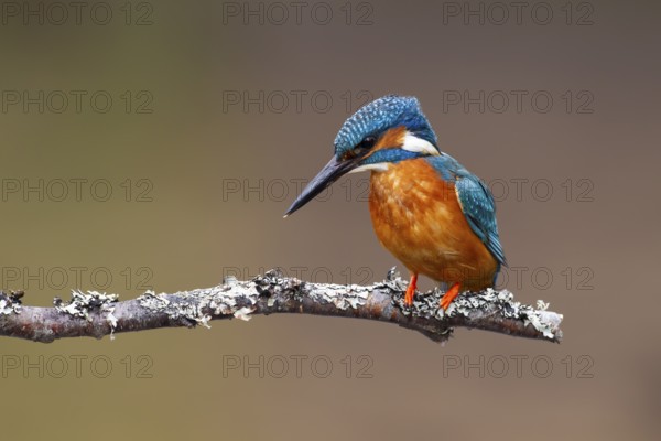 Common kingfisher (Alcedo atthis) adult male bird on a tree branch, England, United Kingdom, Europe