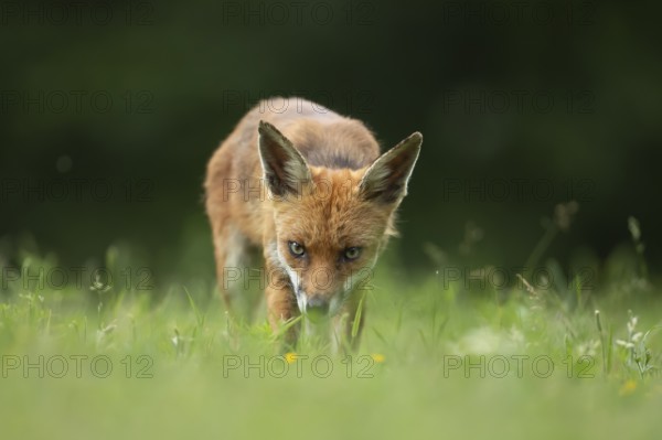 Red fox (Vulpes vulpes) adult animal standing in grassland in the summer, England, United Kingdom, Europe