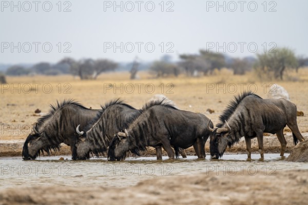 Blue wildebeest (Connochaetes taurinus), four wildebeest drinking at a waterhole, Nxai Pan National Park, Botswana, Africa