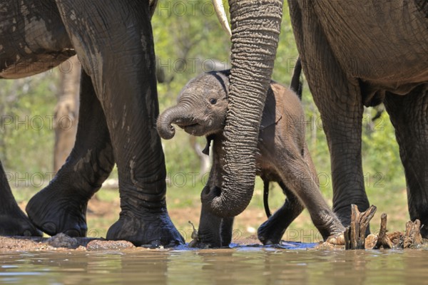 African elephant (Loxodonta africana), young animal, with mother, baby elephant, calf, at the water, drinking, social behaviour, Kruger National Park, Kruger National Park, South Africa, Africa