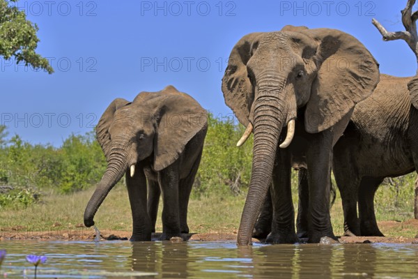 African elephant (Loxodonta africana), adult, female, mother, half-grown young, mother with half-grown young, at the water, drinking, Kruger National Park, Kruger National Park, South Africa, Africa