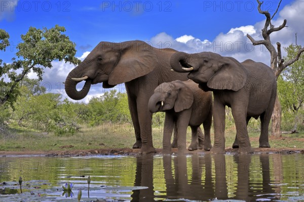 African elephant (Loxodonta africana), adult, female, mother, two young, mother with young, at the water, drinking, Kruger National Park, Kruger National Park, South Africa, Africa