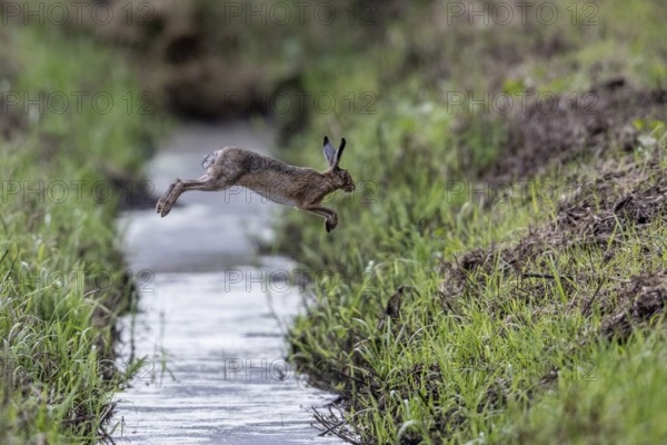European hare (Lepus europaeus) jumping over a ditch, Emsland, Lower Saxony, Germany, Europe