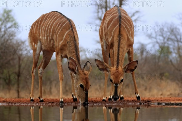 Nyala (Tragelaphus angasii), adult, female, two females, drinking, at the water, Kruger National Park, Kruger National Park, Kruger National Park South Africa