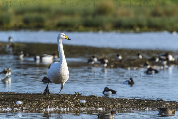 Tundra Swan, Bewick's Swan, Cygnus columbianus in flight at winter in Slimbridge, England, United Kingdom, Europe