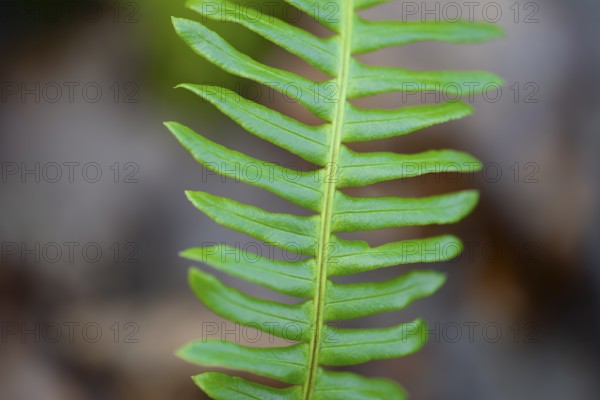 Ribbed fern (Blechnum spicant) Detail of fern frond, Lower Saxony, Germany, Europe