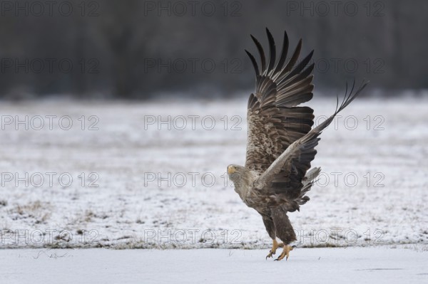 White-tailed eagle (Haliaeetus albicilla) foraging on a frozen lake, adult eagle, hunting over frozen water, landing, flying, Kampinoski National Park, Poland, Europe