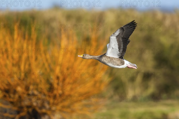Greylag Goose, Anser anser, bird in flight over winter marshes