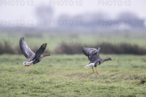 White-fronted Geese (Anser albifrons), East Frisia, Lower Saxony, Germany, Europe