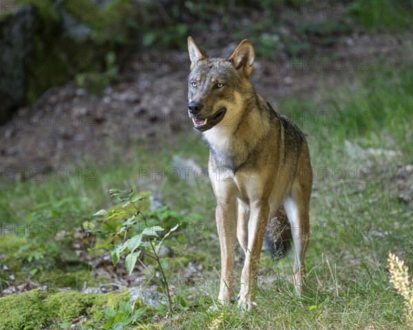 Wolf (Canis lupus) stands in a clearing in the forest and looks attentively, Germany, Europe