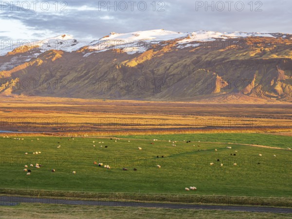 Grazing sheep, warm light at sunset, view over meadows to glacier Eyjafjallajökull, Fljotsdalur valley, Iceland, Europe