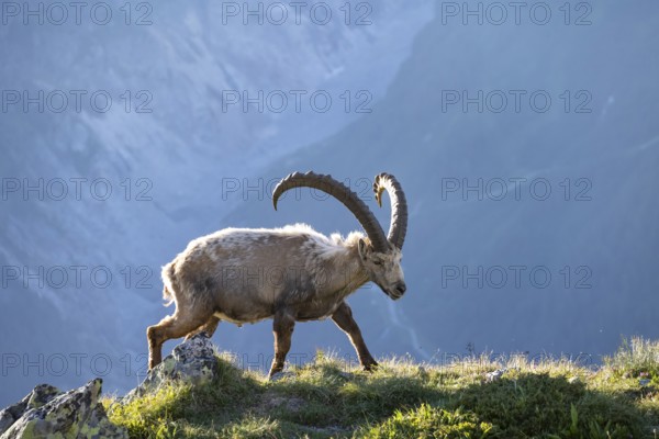 Alpine ibex (Capra ibex), adult male, in the morning light, Mont Blanc massif, Chamonix, France, Europe