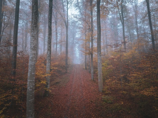 Foggy forest path in autumn with orange leaves and peaceful atmosphere, Gechingen, Black Forest, Germany, Europe