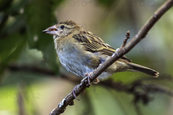 Sparrow (Passeridae), sitting on a branch, with a sunflower seed in its beak, Baden-Württemberg, Germany, Europe