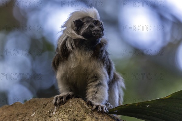 Liszt monkey (Saguinus oedipus), captive, Baden-Württemberg, Germany, Europe