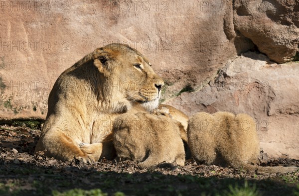 Asiatic Lion (Panthera leo persica), female, mother lying on the ground and suckling her two cubs, occurring in India, captive