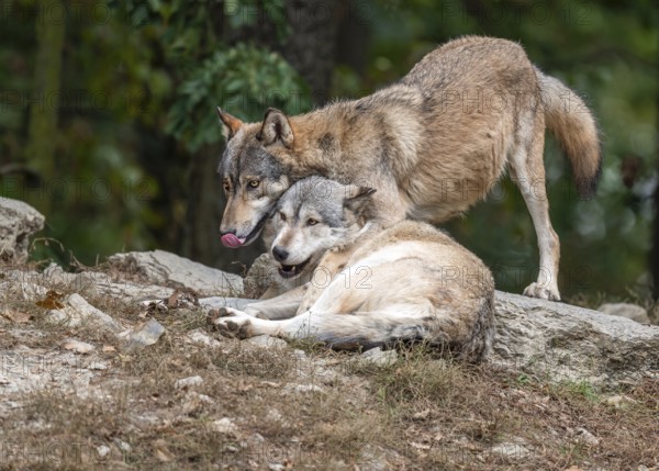 Wolves (Canis lupus) lying and standing on a rock, social behaviour, captive, Germany, Europe