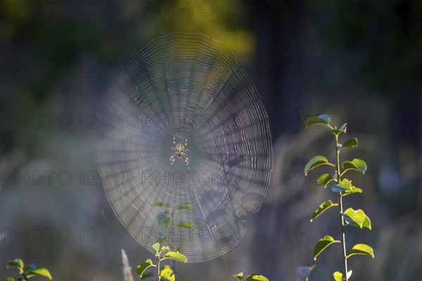 Cross spider (Araneus), garden cross spider (Araneus diadematus) wheel web, garden cross spider, autumn time, Indian summer, spider web, sticky-elastic thread, backlight, dawn, gardening, crawling spider, insect predator, Middle Elbe Biosphere Reserve, Saxony-Anhalt, Germany, Europe