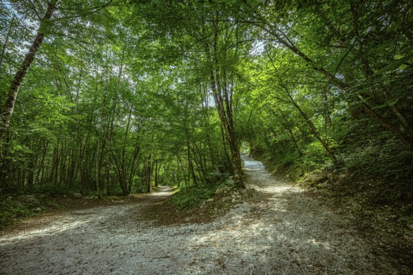 Path divided into branches in a green forest with sunlight shining through the leaves