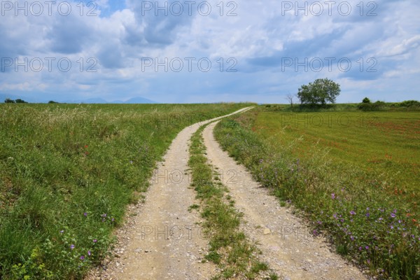A country lane leads through flowering meadows under a sky with clouds, Valensole, Alpes-de-Haute-Provence, Provence-Alpes-Cote d'Azur, France, Europe