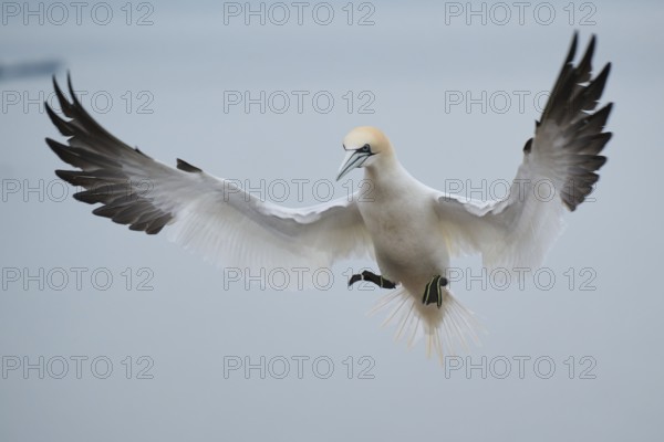 Northern gannet (Morus bassanus) landing, wildlife, Heligoland, Germany, Europe