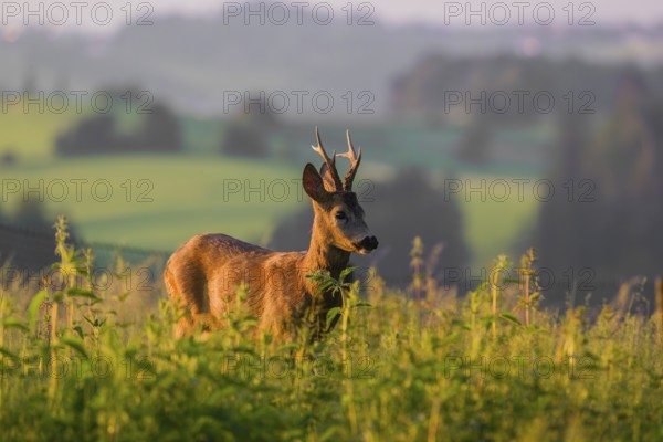 A roe deer buck (Capreolus capreolus) stands in a meadow in the first light of the day