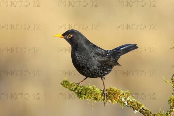 Blackbird (Turdus merula), male sitting on a branch covered with moss, wildlife, winter, animals, birds, songbird, Siegerland, North Rhine-Westphalia, Germany, Europe
