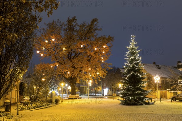Christmas tree and oak tree on Wettinplatz with Herrnhut stars, Sternenbaum, Coswig, Saxony, Germany, Europe