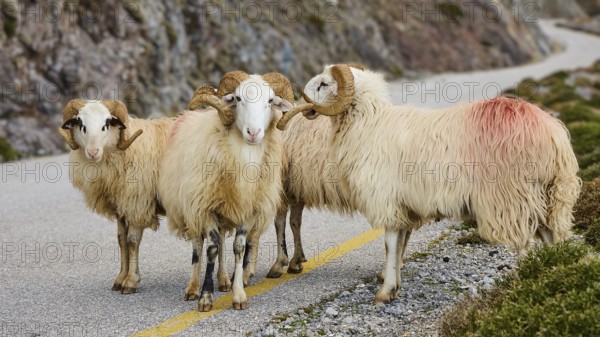 Four rams standing together on a winding mountain road against a rocky backdrop, sheep (e) or goat (n), ovis, caprae, Crete, Greek Islands, Greece, Europe