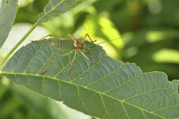 Steppe saddle grasshopper, steppe saddle grasshopper (Ephippiger ephippiger), long-fingered grasshopper, on the German Red List, specially protected species, critically endangered, male on a leaf in a vineyard, Cochem, Moselle, Rhineland-Palatinate, Germany, Europe