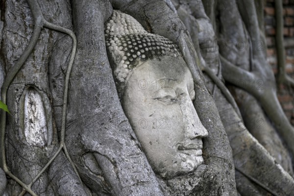 Sandstone Buddha head at the foot of a Bodhi tree in Wat Mahathat, Temple of the Great and Holy Relic, Ayutthaya, Ayutthaya Province, Thailand, Asia