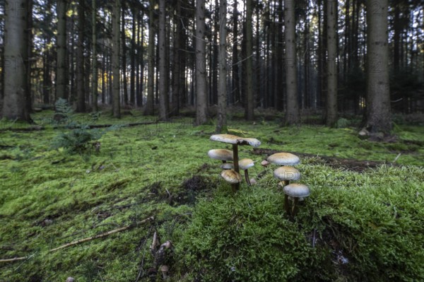 Sulphur tuft (Hypholoma fasciculare) in spruce forest, Emsland, Lower Saxony, Germany, Europe