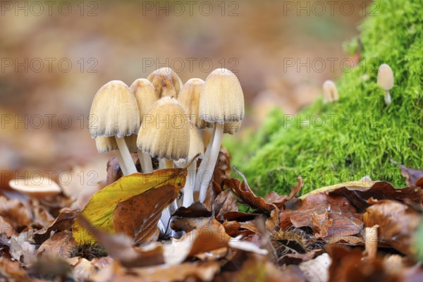 Mica tintling (Coprinellus micaceus), Germany, Europe